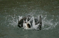 Long-tailed Duck