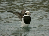 Long-tailed Duck