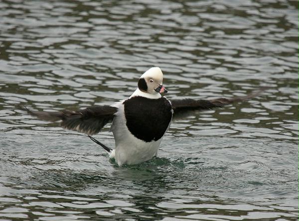 Long-tailed Duck<i>Clangula hyemalis</i>