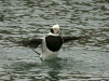 Long-tailed Duck