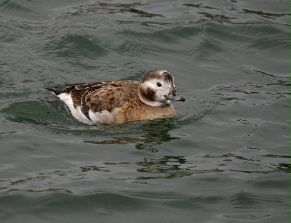 Long-tailed Duck<i>Clangula hyemalis</i>