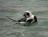 Long-tailed Duck