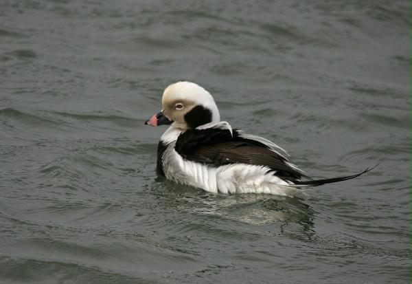 Long-tailed Duck<i>Clangula hyemalis</i>