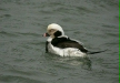 Long-tailed Duck