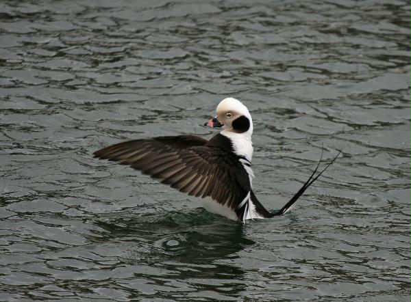 Long-tailed Duck<i>Clangula hyemalis</i>