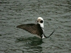 Long-tailed Duck