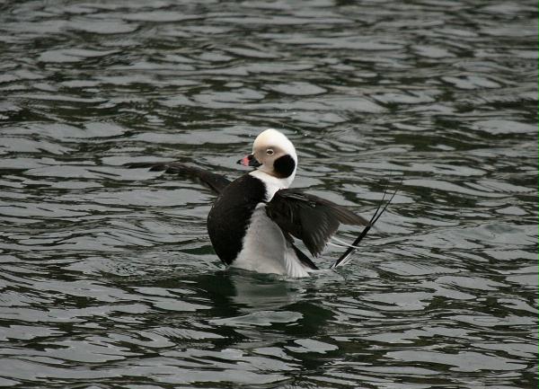 Long-tailed Duck<i>Clangula hyemalis</i>