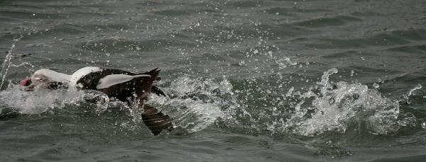 Long-tailed Duck<i>Clangula hyemalis</i>
