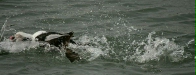 Long-tailed Duck
