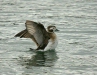 Long-tailed Duck