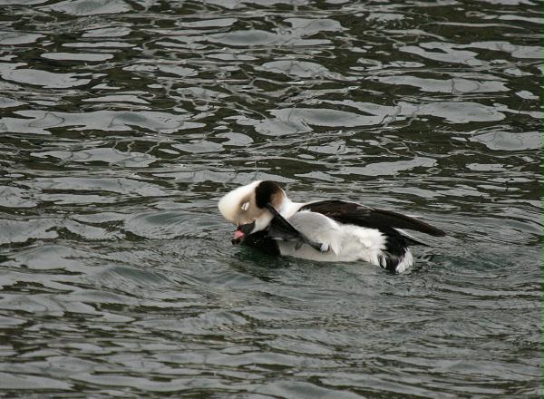 Long-tailed Duck<i>Clangula hyemalis</i>