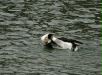 Long-tailed Duck