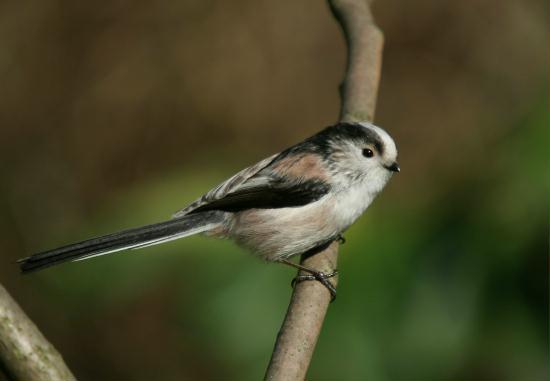 Long-tailed Tit <i>Aegithalos caudatus</i>