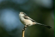 Long-tailed Tit