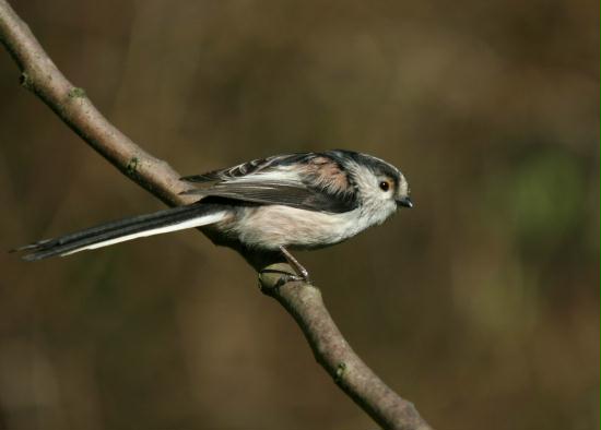Long-tailed Tit <i>Aegithalos caudatus</i>