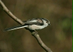Long-tailed Tit