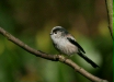 Long-tailed Tit
