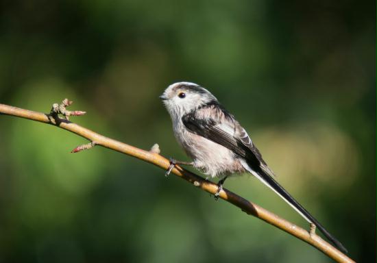 Long-tailed Tit <i>Aegithalos caudatus</i>