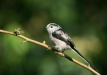 Long-tailed Tit