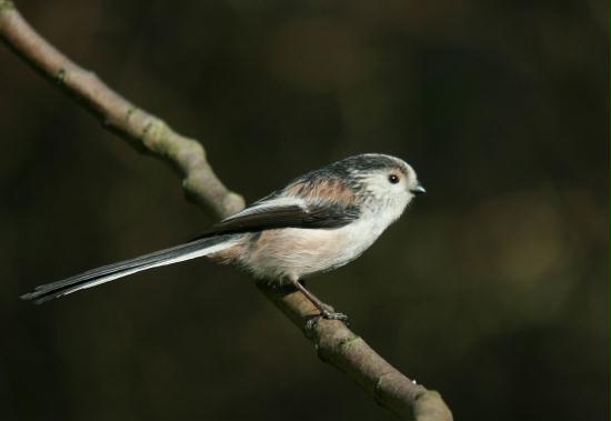 Long-tailed Tit <i>Aegithalos caudatus</i>