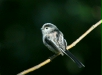 Long-tailed Tit