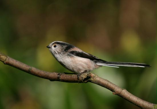 Long-tailed Tit <i>Aegithalos caudatus</i>