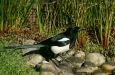 Magpie