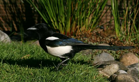 Magpie <i>Pica pica</i>