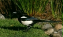 Magpie