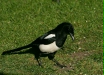 Magpie