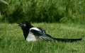 Magpie