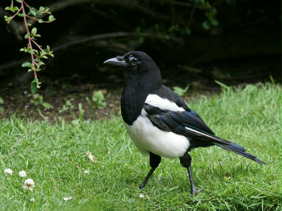 Magpie <i>Pica pica</i>