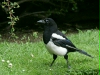 Magpie