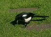 Magpie