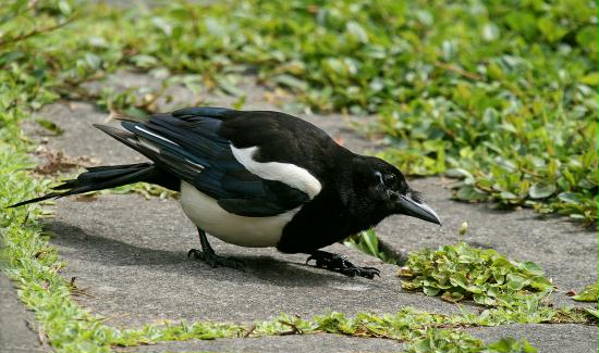 Magpie <i>Pica pica</i>