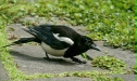 Magpie