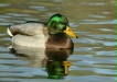 Mallard