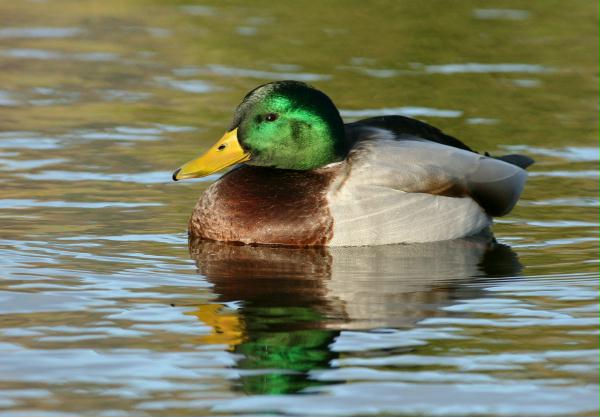 Mallard <i>Anas platyrhynchos</i>