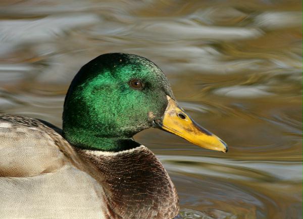 Mallard <i>Anas platyrhynchos</i>
