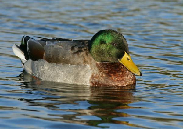 Mallard <i>Anas platyrhynchos</i>