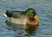 Mallard