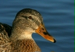 Mallard