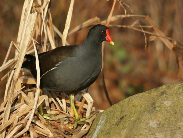 Moorhen <i>Gallinula chloropus</i>