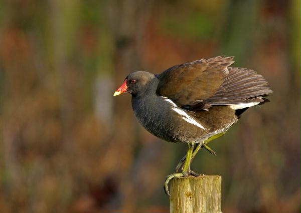 Moorhen <i>Gallinula chloropus</i>