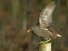Moorhen