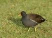 Moorhen