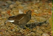 Moorhen
