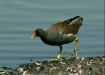 Moorhen