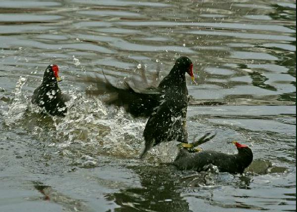 Moorhen <i>Gallinula chloropus</i>