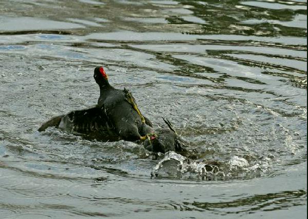 Moorhen <i>Gallinula chloropus</i>